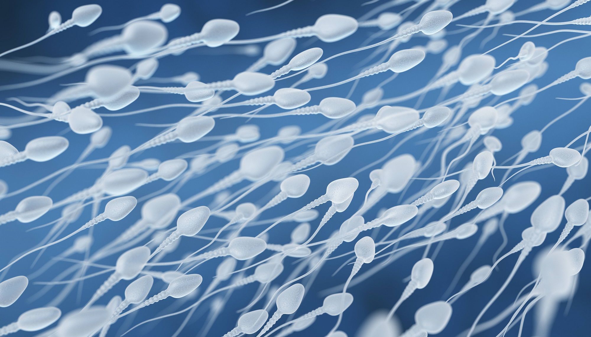 Melatonina: cuádruple protección del ADN de los espermatozoides en tiempos de COVID-19