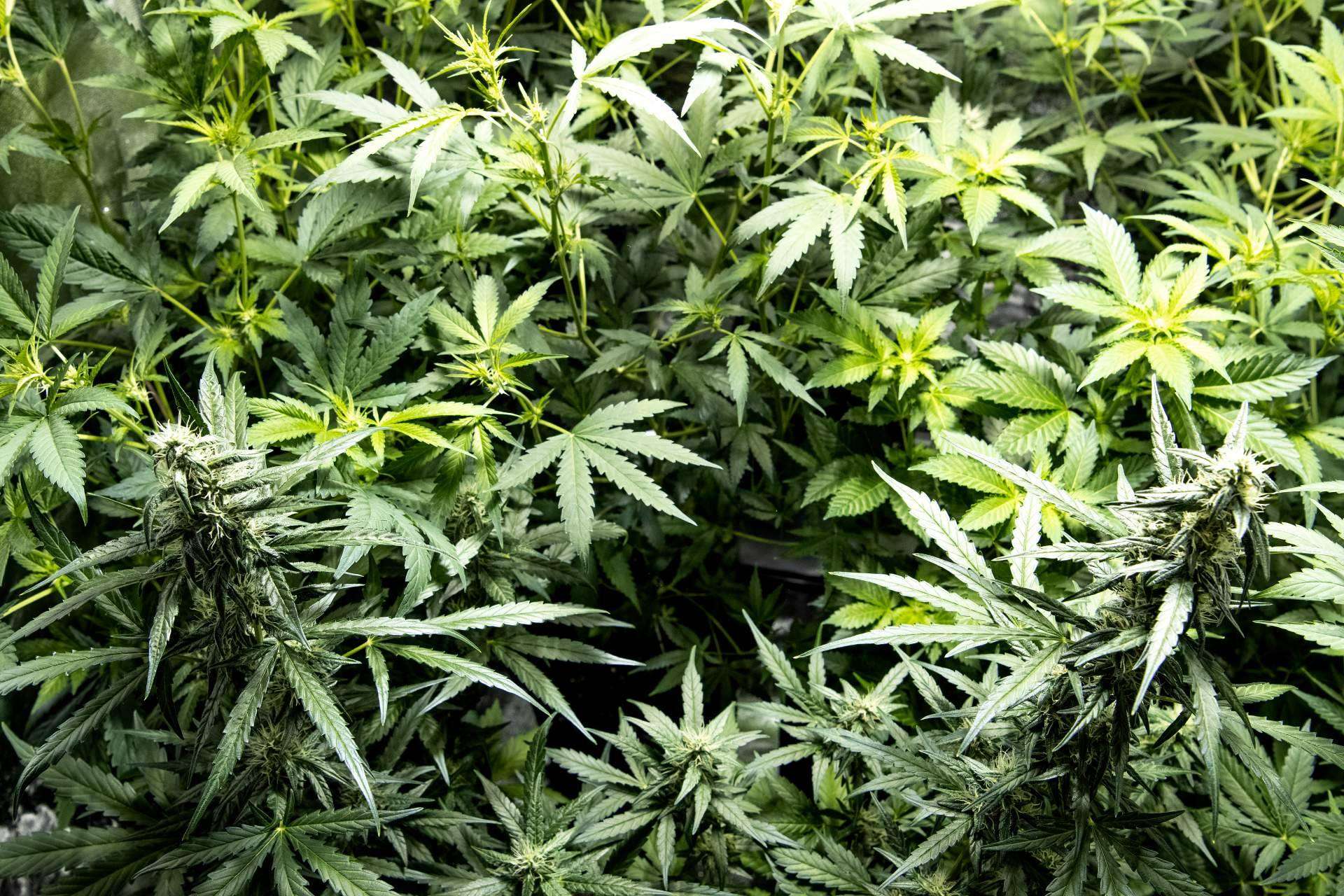 Armarios de cultivo interior para cualquier tipo de cultivo, en la tienda online y física Tecnocultivo