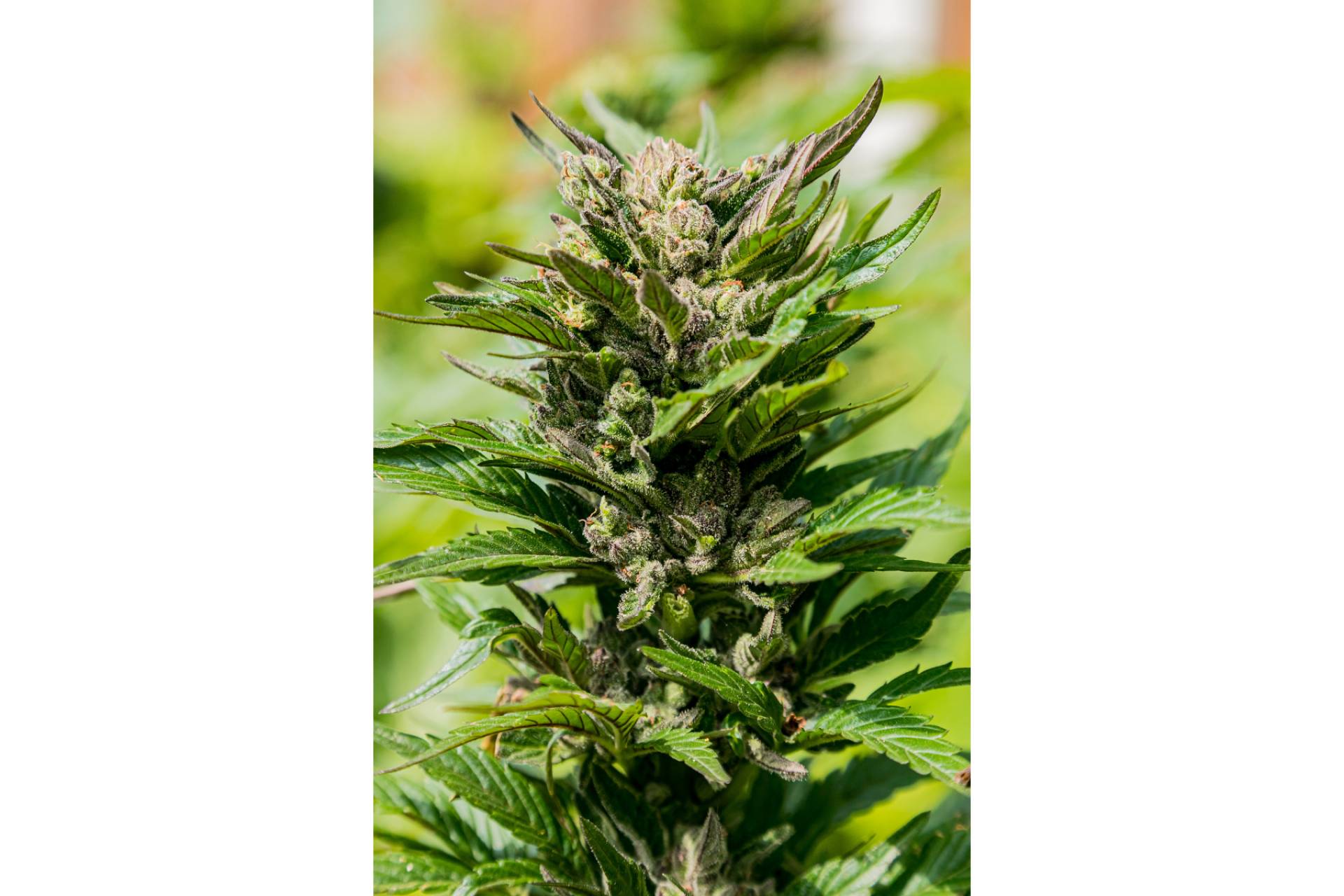 CBDrocks dispone de múltiples flores CBD para usos posteriores