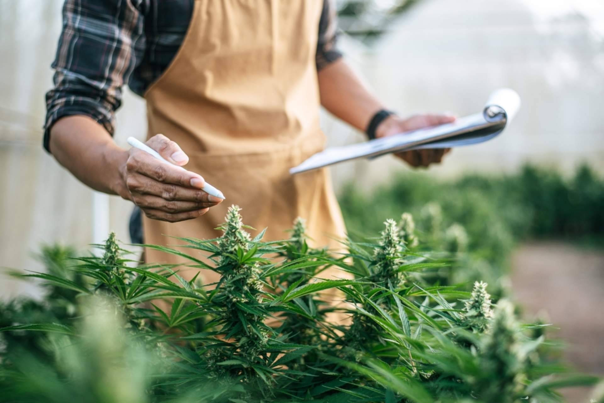Las soluciones tecnológicas que ofrece Iberian CBD para aumentar la sostenibilidad, la producción y la rentabilidad de los cultivos