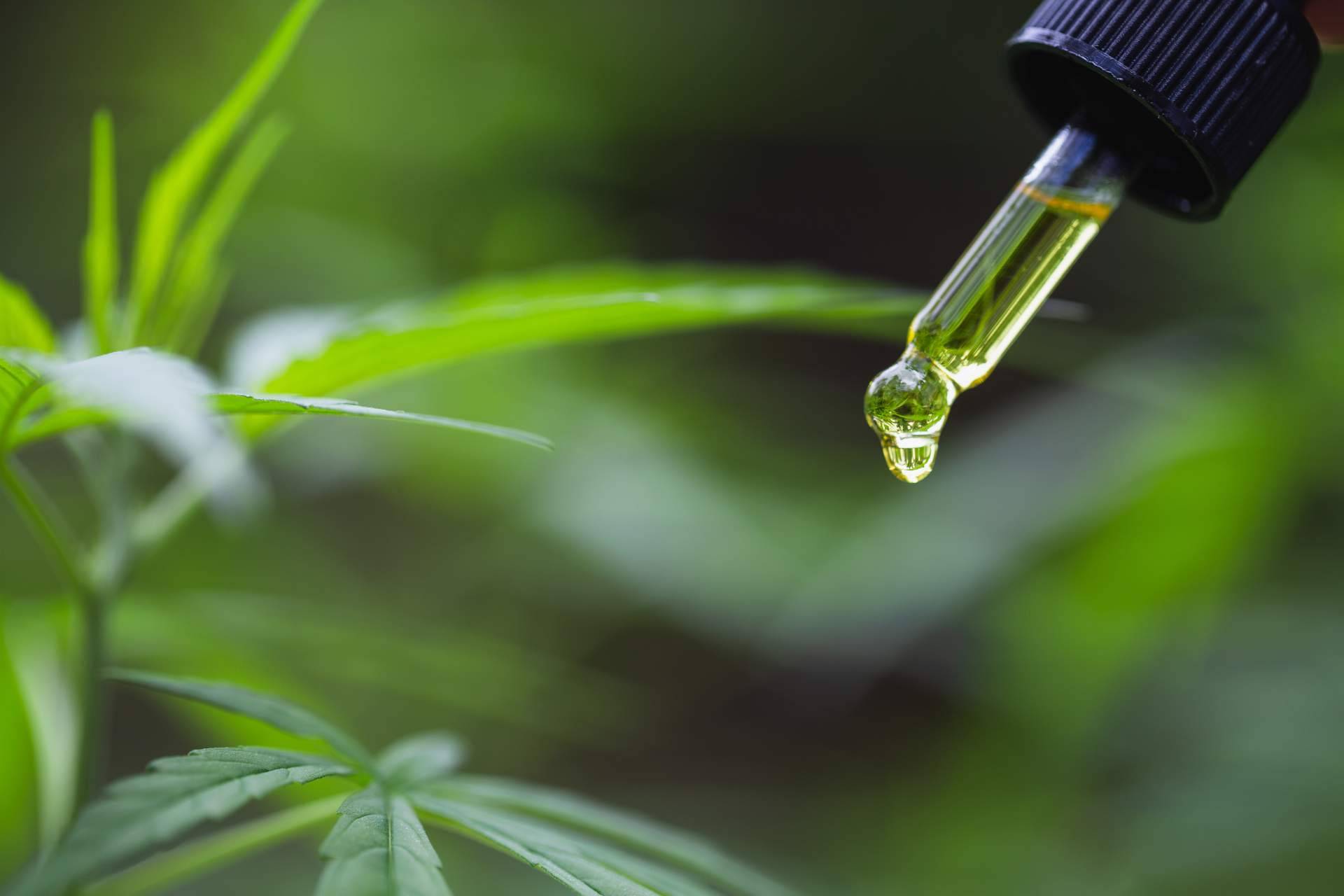 ¿Dónde comprar CBD en Torrejón de Ardoz? CBD Torrejón