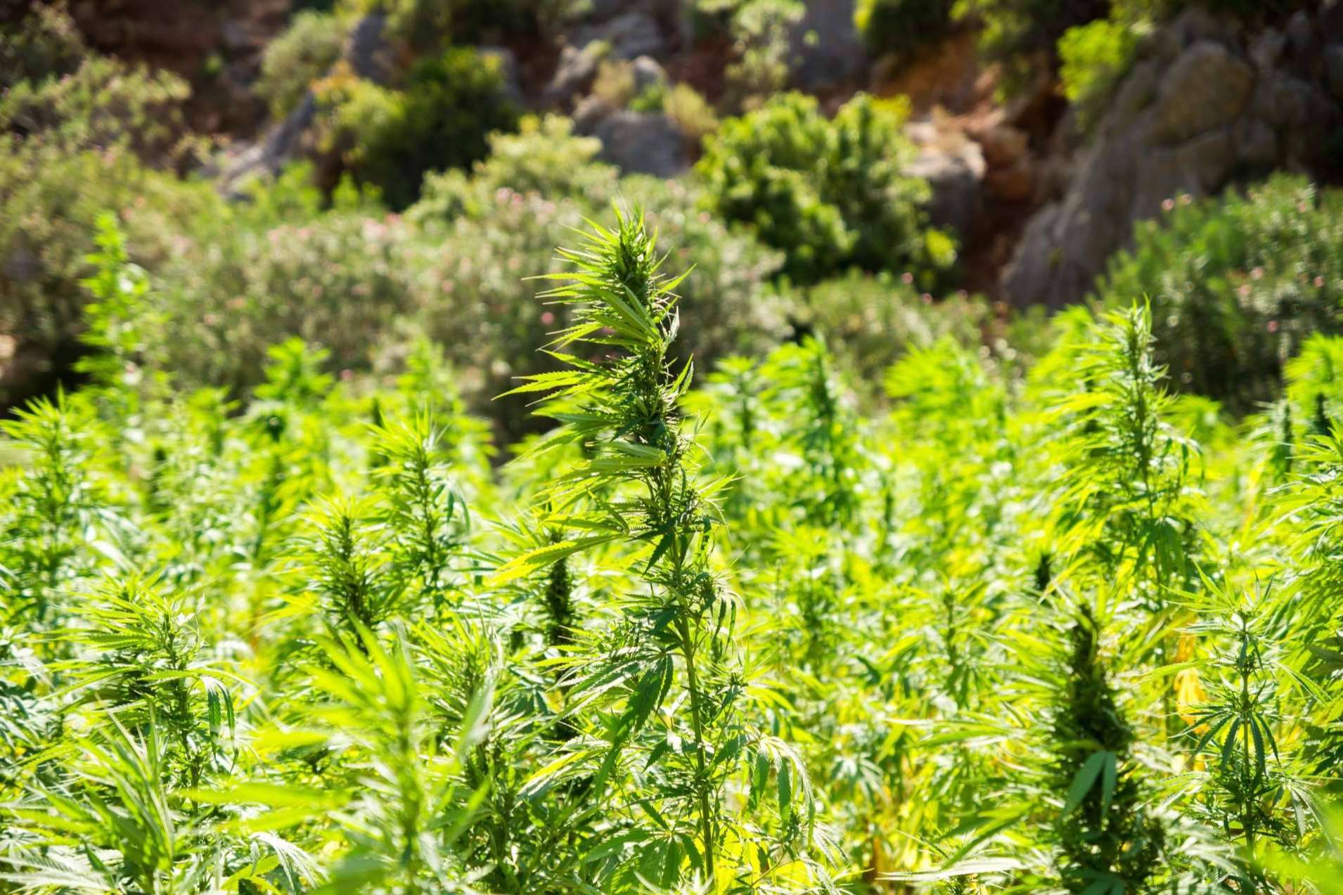 Cáñamo Industrial; Un Cultivo Sostenible y Multifacético