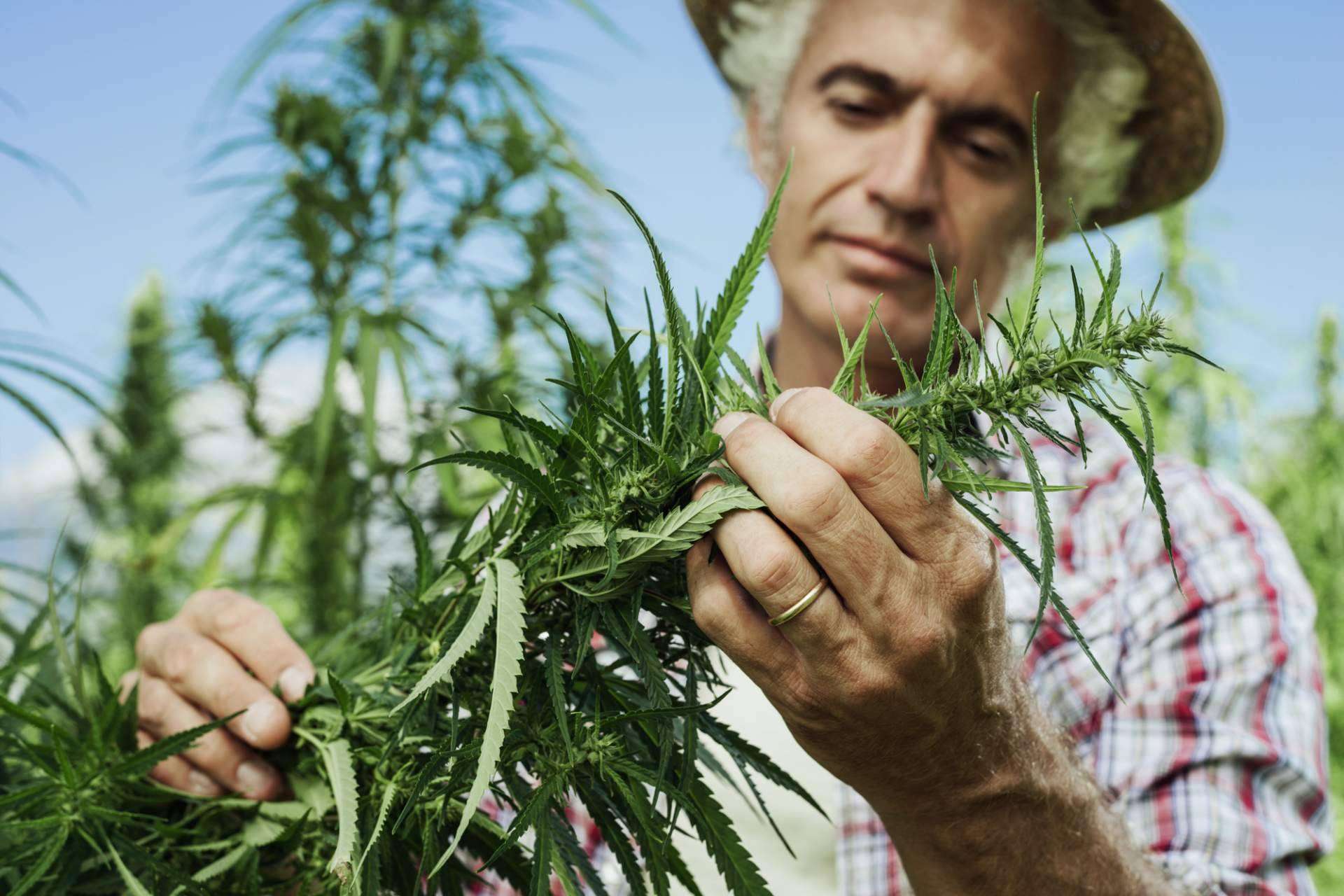El floreciente sector de semillas de cannabis prevé superar los 6.500 millones de dólares en 2031